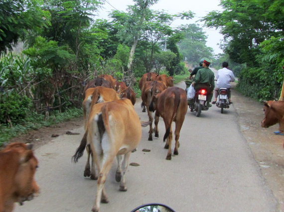 Vietnam mit dem Moped in den Nationalpark gefahren - Danke vietnamesisch Sprachkurs leichter